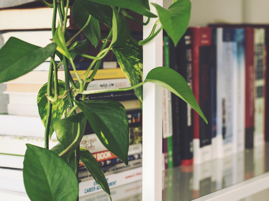 Hygge books and plants