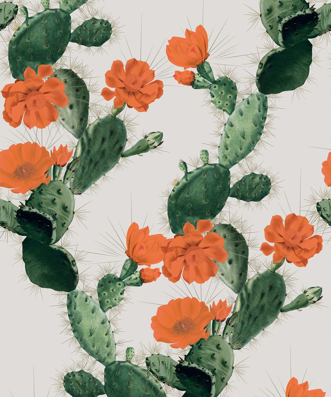 Cactus Wallpaper Alluring