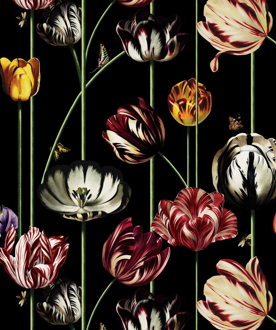 Tulipa Wallpaper