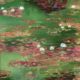 Water Lillies Wallpaper • Abstract Wallpaper • Dreamy Wallpaper • Green Fairy Wallpaper • Swatch