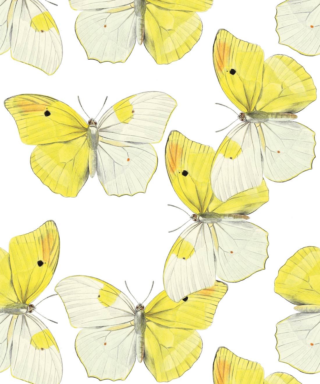 Blended Butterfly Wallpaper • White & Yellow Butterflies Wallpaper • Swatch