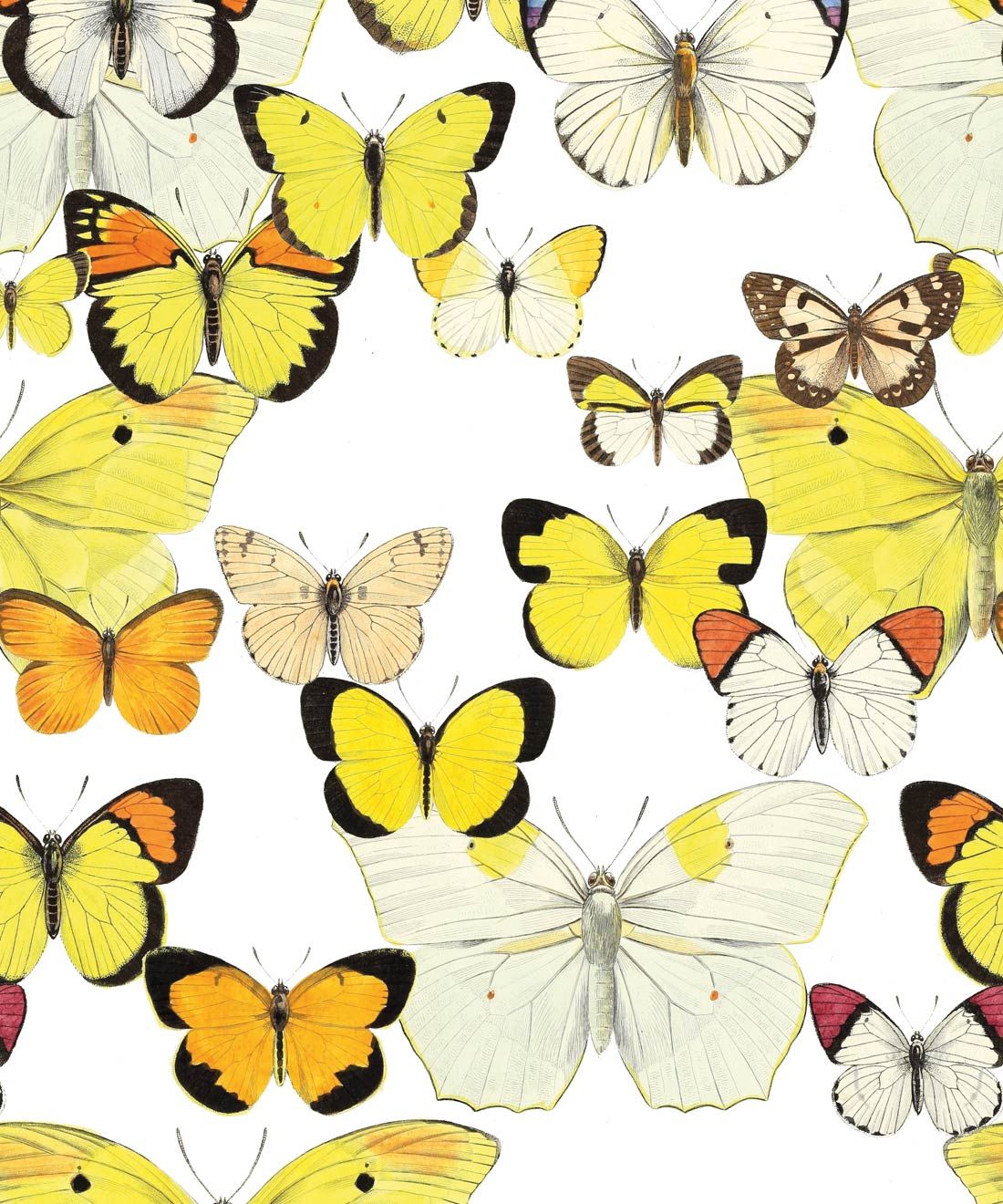 Papillon Medley Wallpaper • Butterfly Wallpaper • Swatch