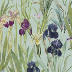 Iris Flower Wallpapers on WallpaperDog