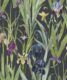 Iris Wallpaper • Navy • Swatch