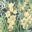 Garden Orchids Wallpaper • Navy • Swatch