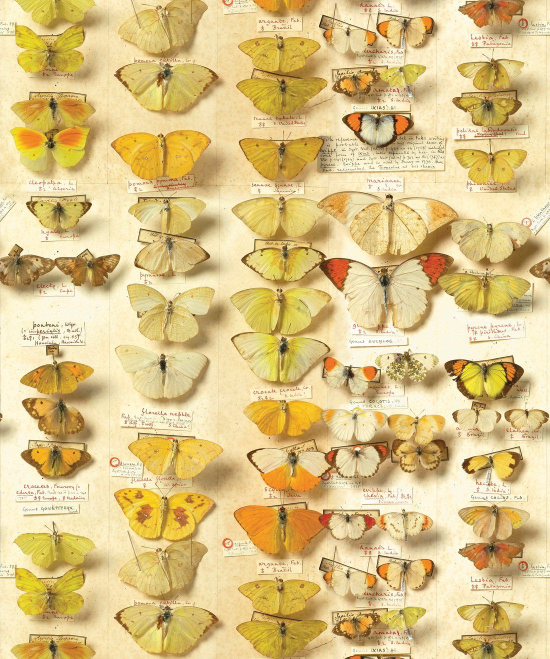 lepidoptera is a vintage butterflies wallpaper
