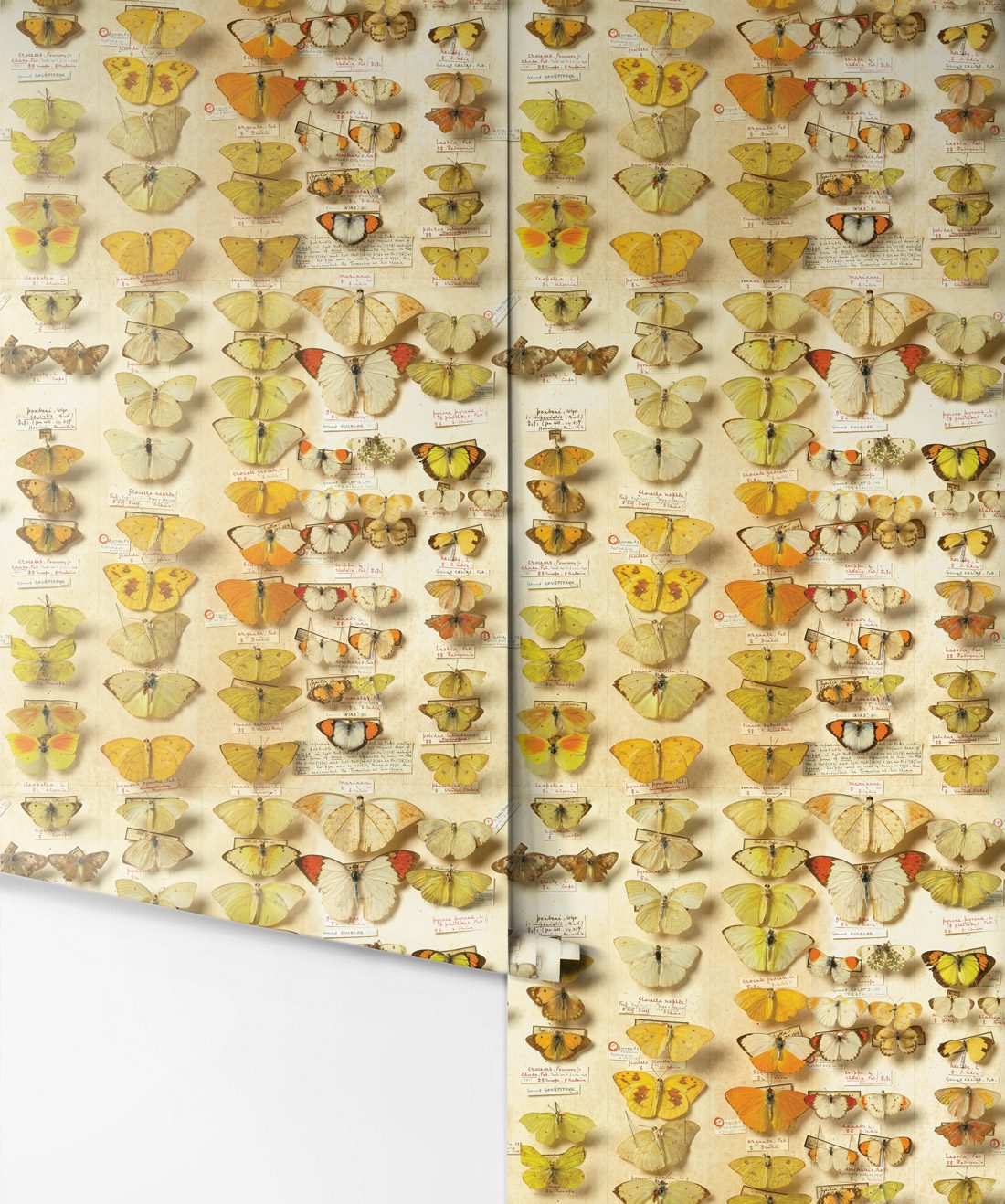lepidoptera is a vintage butterflies wallpaper