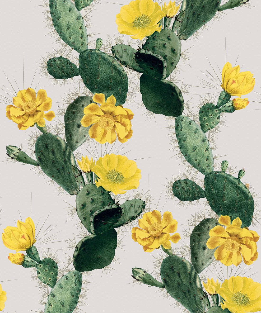 Cactus Wallpaper Yellow Day