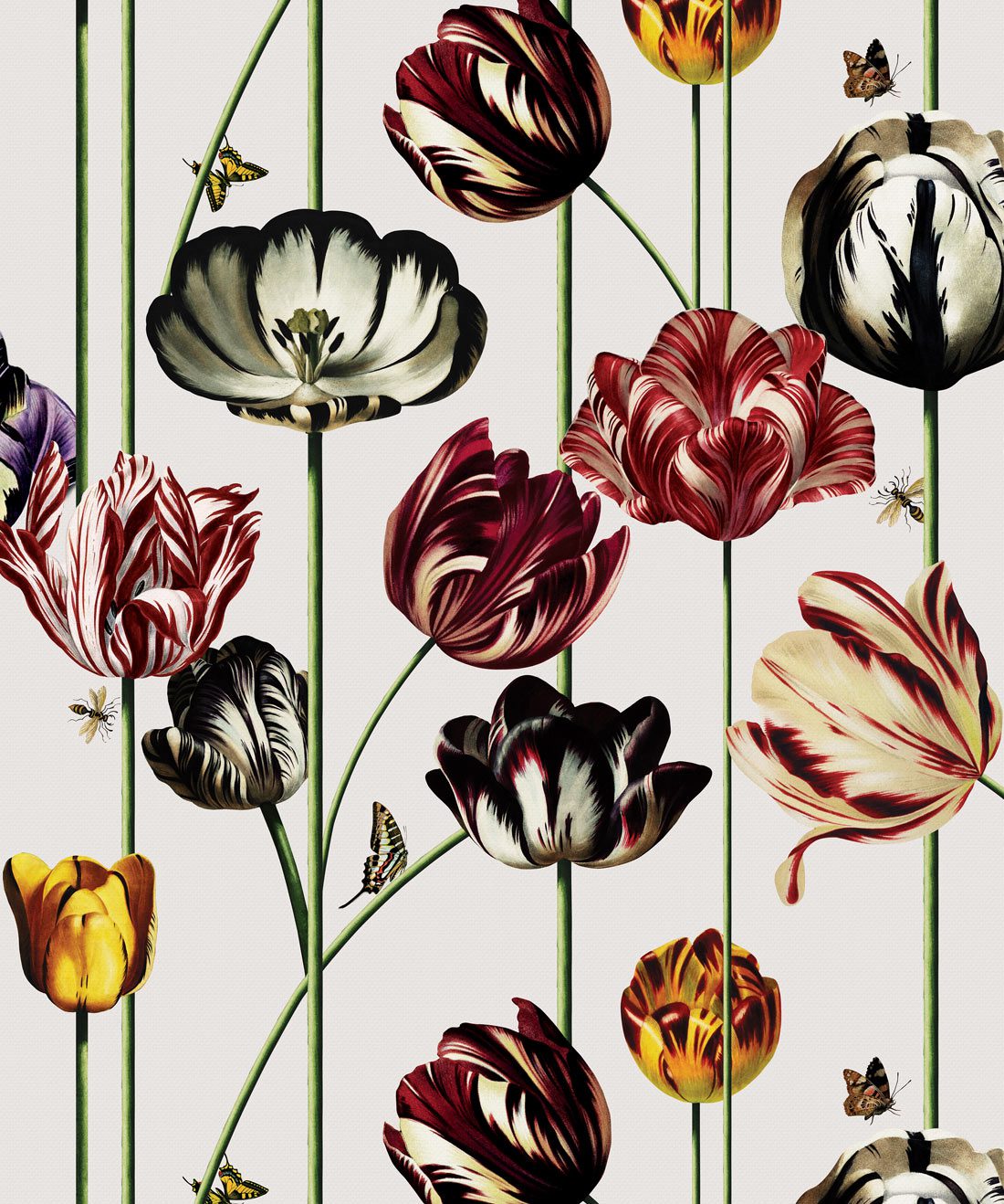 Tulipa Canvas