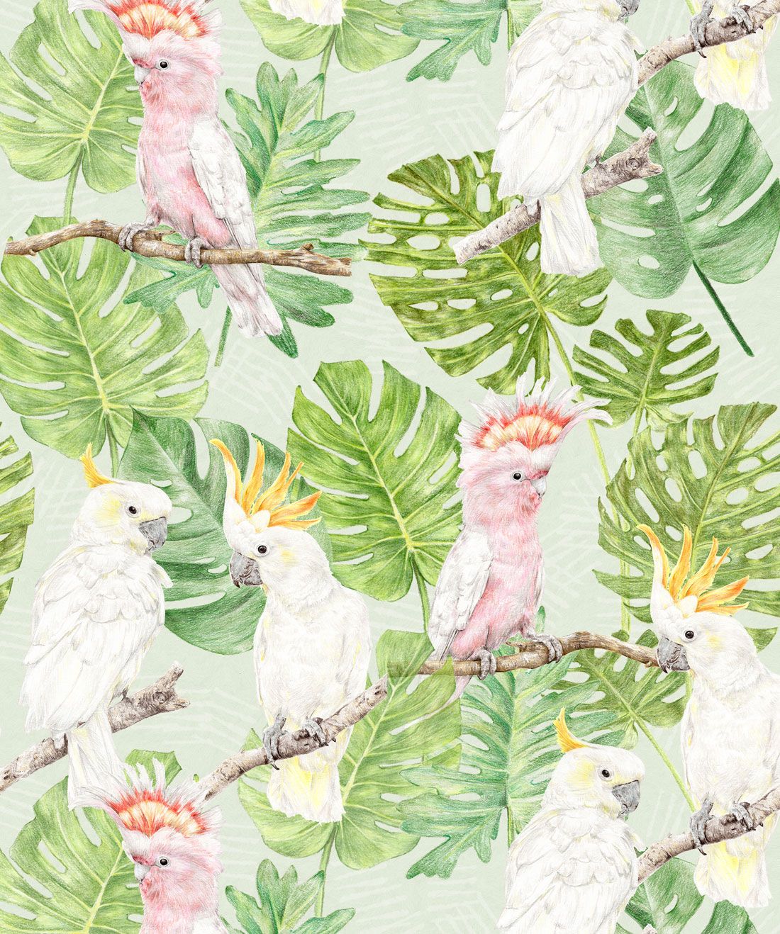 Tropical Cockatoos is a Tropical Bird Wallpaper