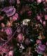 Fruitta Violet Wallpaper • Kitchen Wallpaper • Floral Wallpaper • Milton & King