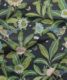 Summer Garden Fabric • Bethany Linz • Bird and Plant Fabric • Charcoal Upholstery Fabric