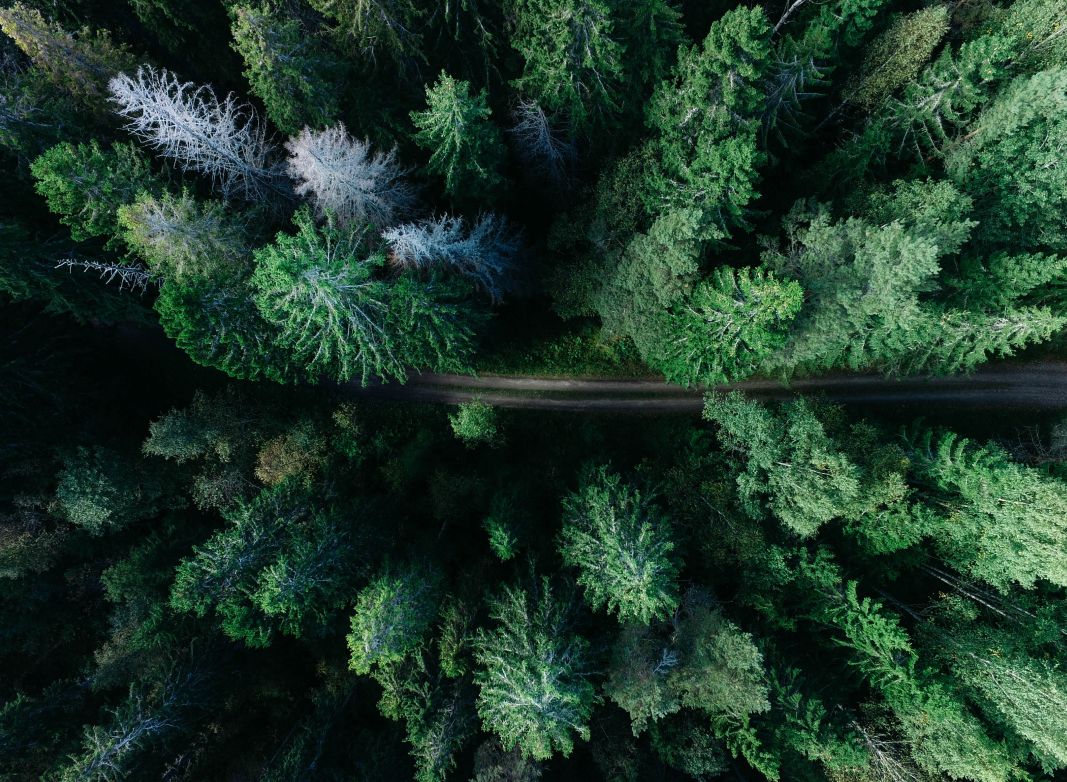 Birds eye view of a forest