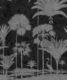 Shadow Palms Wallpaper Mural •Bethany Linz • Palm Tree Mural • Black & White • Swatch