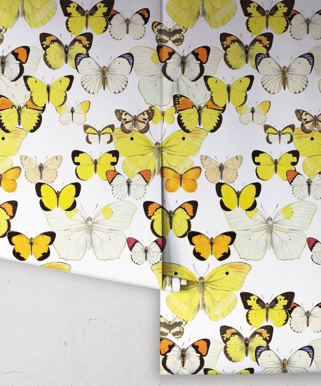 Papillon Medley Wallpaper • Butterfly Wallpaper • Rolls