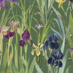 Iris Wallpaper  Floral Botanical Wallpaper  Milton  King UK