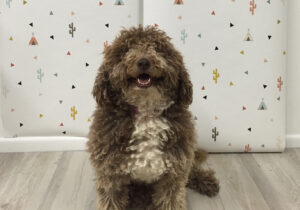 Muffin posing in front of wallpaper