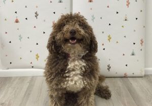 Muffin posing in front of wallpaper