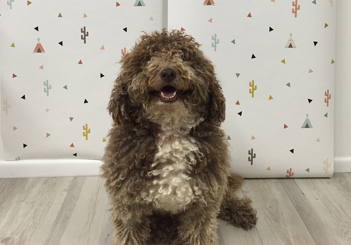 Muffin posing in front of wallpaper