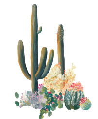 Cactus-Illustration
