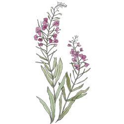 Floral Emporium-Lookbook - Divider GIF - Wild Meadow Elements