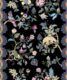 Fantasia Wilds Wallpaper - Wallpaper Republic - by Iryna Ruggeri - Nature’s Tapestry Collection - Colorway: Black - Swatch