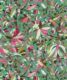 Botanique Type II Vinyl Wallpaper - Colourway: Watermelon - Swatch - Commercial Wallcoverings