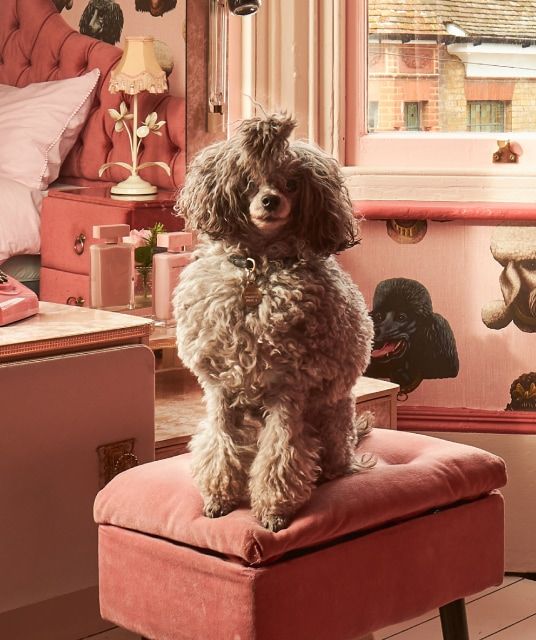 Poodle & Blonde Wallpaper Collection