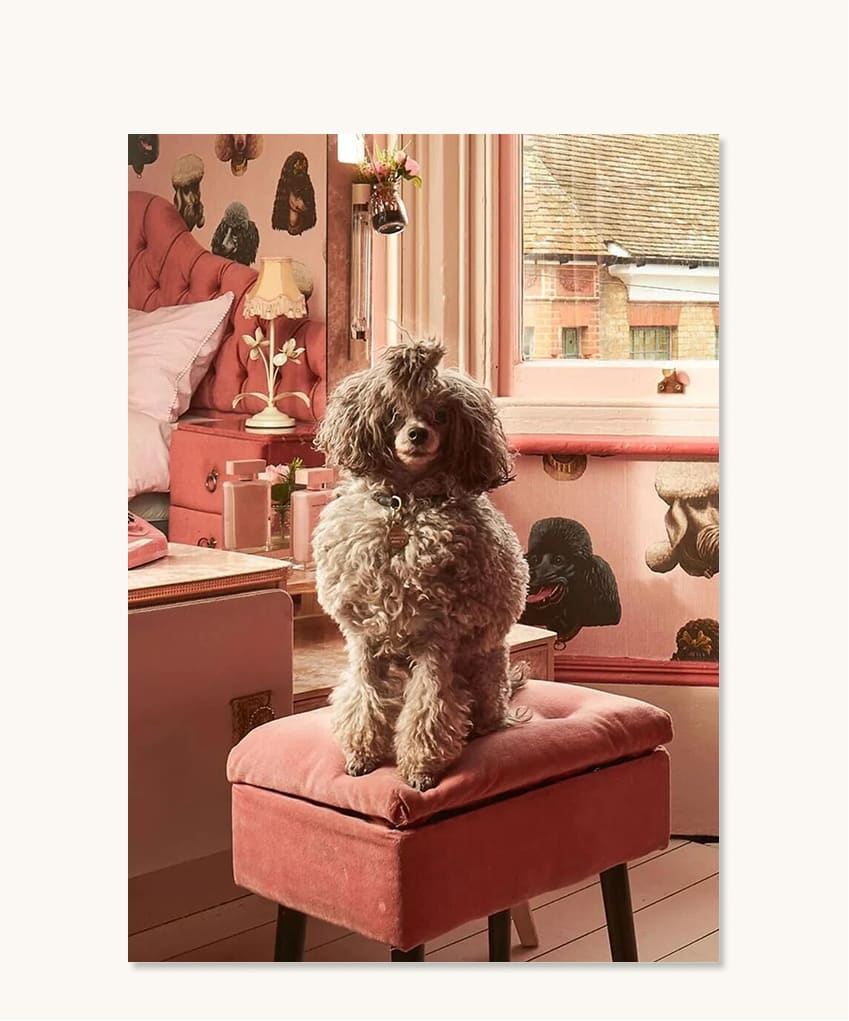 Business of Home-Creature Comforts